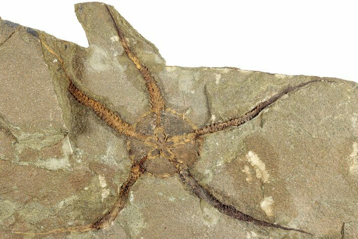 Detailed Ordovician Brittle Star (Ophiura) - Morocco #306219